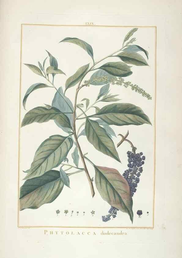Reproducción/Reproduction 48826651701: Stirpes novae :. Parisiis :ex typographia Philippi-Dionysii Pierres,1784-85.. 