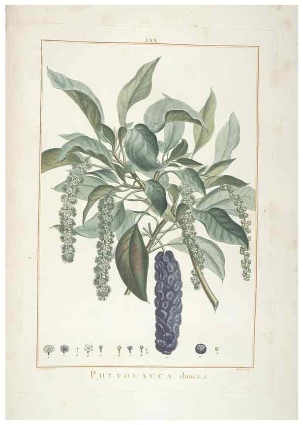 Reproducción/Reproduction 48826276608: Stirpes novae :. Parisiis :ex typographia Philippi-Dionysii Pierres,1784-85.. 