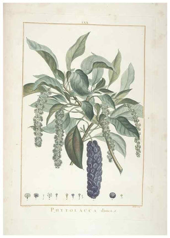 Reproducción/Reproduction 48826276608: Stirpes novae :. Parisiis :ex typographia Philippi-Dionysii Pierres,1784-85.. 