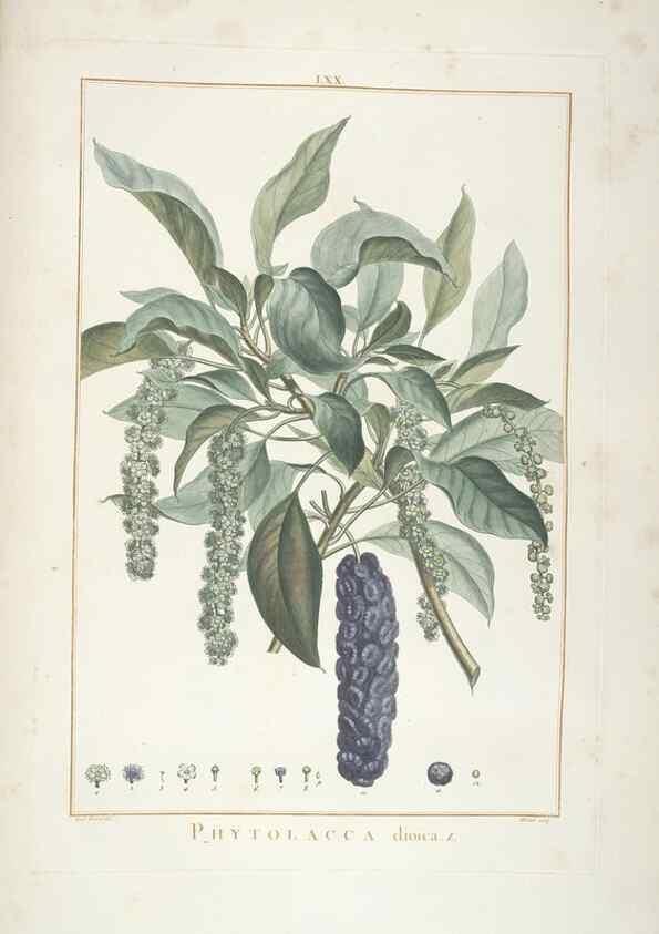 Reproducción/Reproduction 48826276608: Stirpes novae :. Parisiis :ex typographia Philippi-Dionysii Pierres,1784-85.. 