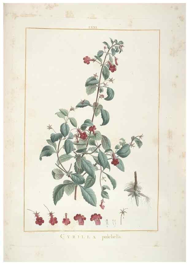 Reproducción/Reproduction 48826808677: Stirpes novae :. Parisiis :ex typographia Philippi-Dionysii Pierres,1784-85.. 