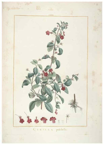 Reproducción/Reproduction 48826808677: Stirpes novae :. Parisiis :ex typographia Philippi-Dionysii Pierres,1784-85.. 