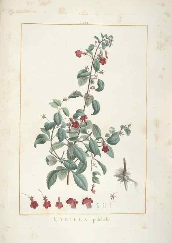 Reproducción/Reproduction 48826808677: Stirpes novae :. Parisiis :ex typographia Philippi-Dionysii Pierres,1784-85.. 