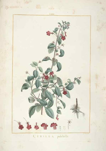 Reproducción/Reproduction 48826808677: Stirpes novae :. Parisiis :ex typographia Philippi-Dionysii Pierres,1784-85.. 