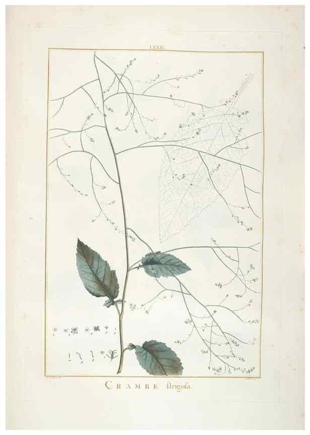 Reproducción/Reproduction 48826809067: Stirpes novae :. Parisiis :ex typographia Philippi-Dionysii Pierres,1784-85.. 