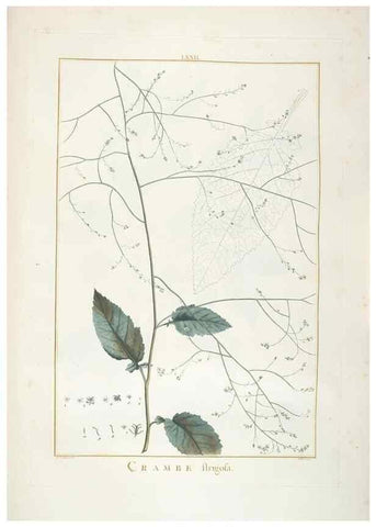 Reproducción/Reproduction 48826809067: Stirpes novae :. Parisiis :ex typographia Philippi-Dionysii Pierres,1784-85.. 
