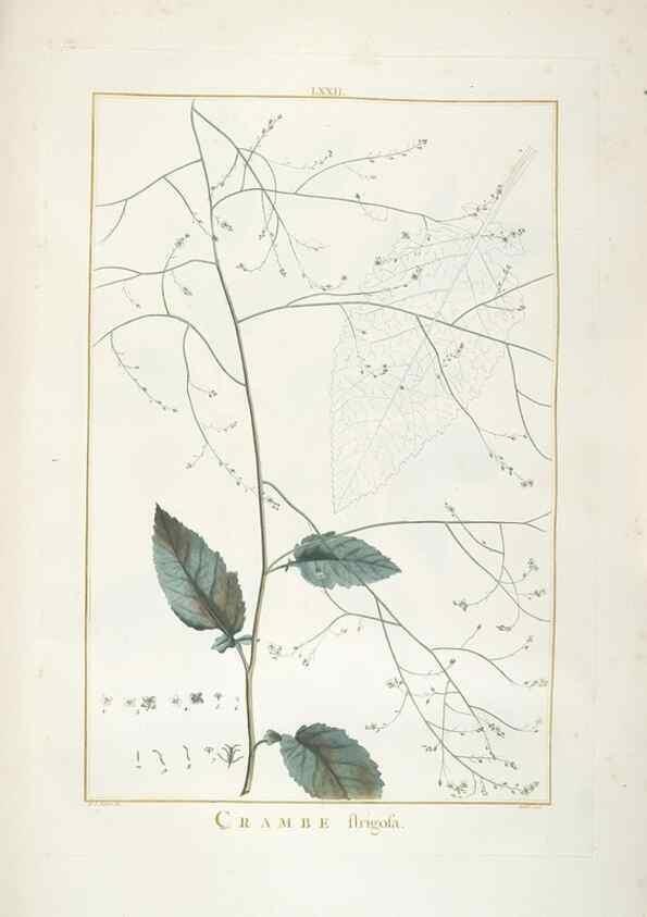 Reproducción/Reproduction 48826809067: Stirpes novae :. Parisiis :ex typographia Philippi-Dionysii Pierres,1784-85.. 