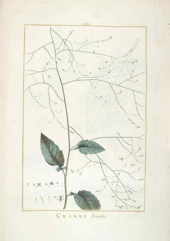 Reproducción/Reproduction 48826809067: Stirpes novae :. Parisiis :ex typographia Philippi-Dionysii Pierres,1784-85.. 