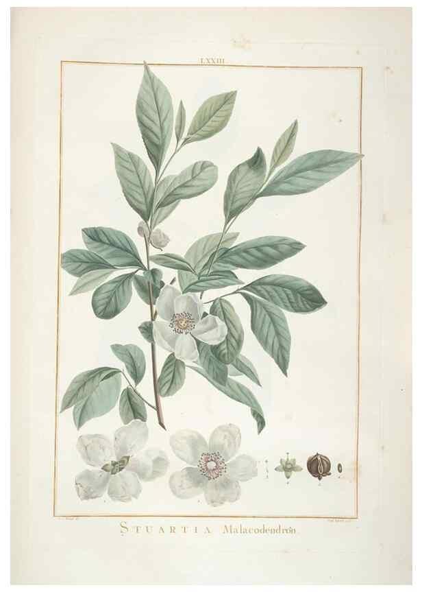 Reproducción/Reproduction 48826277648: Stirpes novae :. Parisiis :ex typographia Philippi-Dionysii Pierres,1784-85.. 