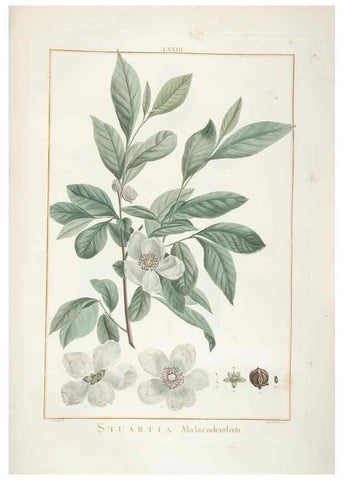 Reproducción/Reproduction 48826277648: Stirpes novae :. Parisiis :ex typographia Philippi-Dionysii Pierres,1784-85.. 