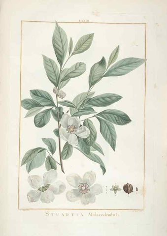 Reproducción/Reproduction 48826277648: Stirpes novae :. Parisiis :ex typographia Philippi-Dionysii Pierres,1784-85.. 