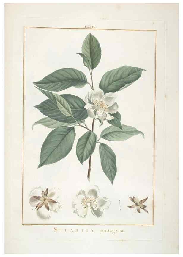 Reproducción/Reproduction 48826809742: Stirpes novae :. Parisiis :ex typographia Philippi-Dionysii Pierres,1784-85.. 