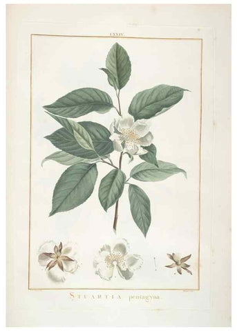 Reproducción/Reproduction 48826809742: Stirpes novae :. Parisiis :ex typographia Philippi-Dionysii Pierres,1784-85.. 