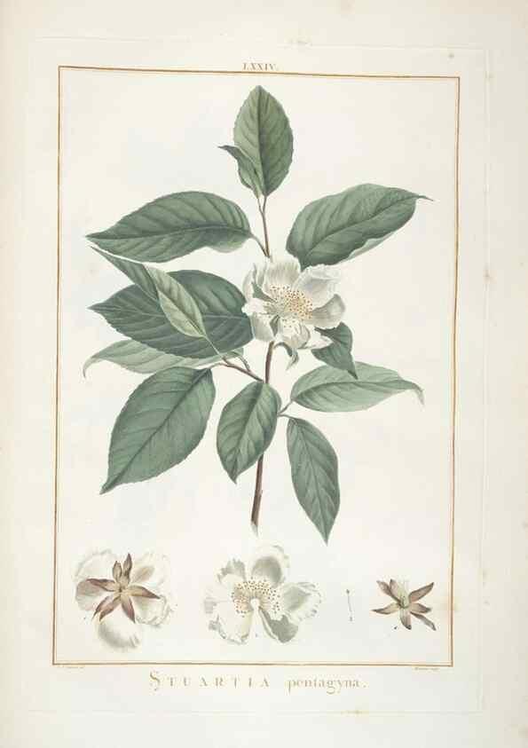Reproducción/Reproduction 48826809742: Stirpes novae :. Parisiis :ex typographia Philippi-Dionysii Pierres,1784-85.. 