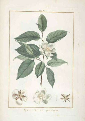 Reproducción/Reproduction 48826809742: Stirpes novae :. Parisiis :ex typographia Philippi-Dionysii Pierres,1784-85.. 
