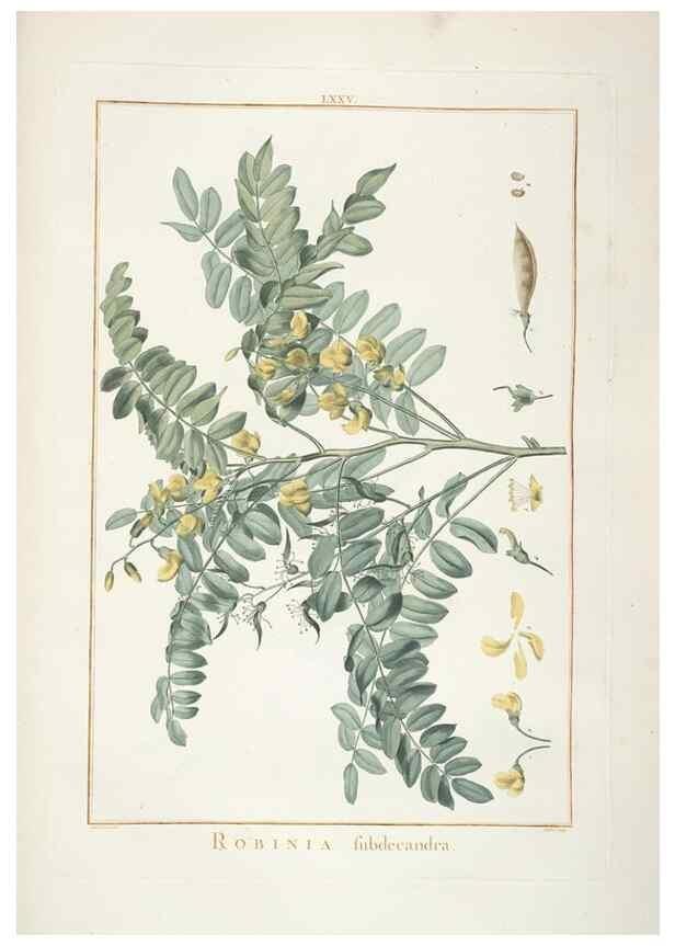 Reproducción/Reproduction 48826278473: Stirpes novae :. Parisiis :ex typographia Philippi-Dionysii Pierres,1784-85.. 