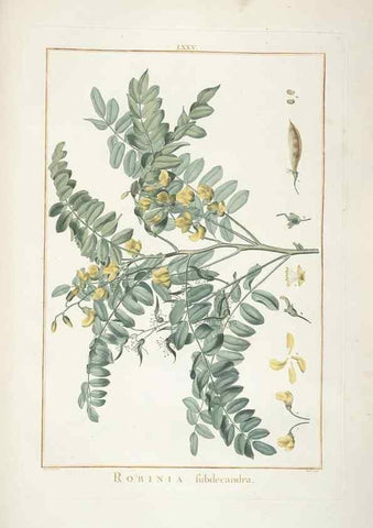 Reproducción/Reproduction 48826278473: Stirpes novae :. Parisiis :ex typographia Philippi-Dionysii Pierres,1784-85.. 