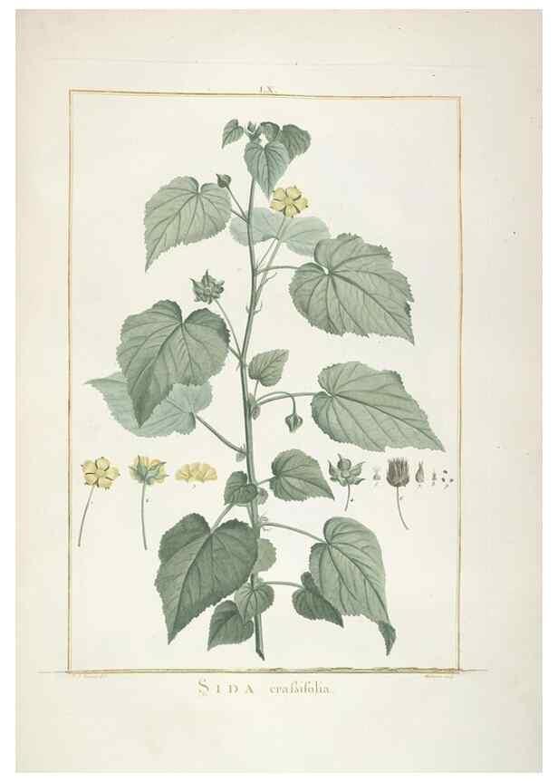Reproducción/Reproduction 48826804267: Stirpes novae :. Parisiis :ex typographia Philippi-Dionysii Pierres,1784-85.. 