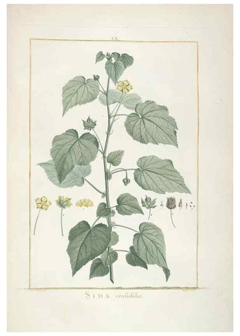 Reproducción/Reproduction 48826804267: Stirpes novae :. Parisiis :ex typographia Philippi-Dionysii Pierres,1784-85.. 