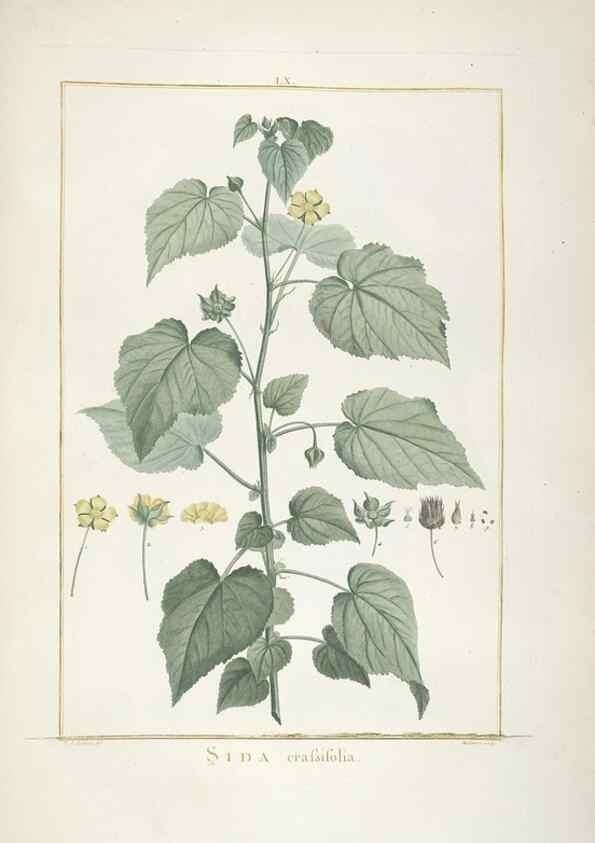 Reproducción/Reproduction 48826804267: Stirpes novae :. Parisiis :ex typographia Philippi-Dionysii Pierres,1784-85.. 