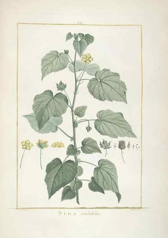 Reproducción/Reproduction 48826804267: Stirpes novae :. Parisiis :ex typographia Philippi-Dionysii Pierres,1784-85.. 