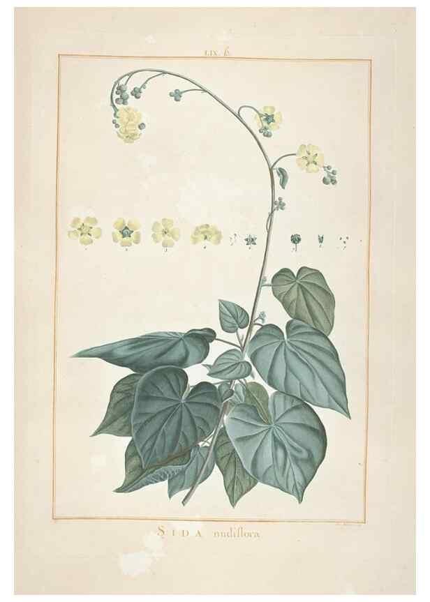Reproducción/Reproduction 48826271963: Stirpes novae :. Parisiis :ex typographia Philippi-Dionysii Pierres,1784-85.. 