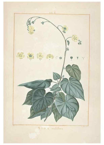 Reproducción/Reproduction 48826271963: Stirpes novae :. Parisiis :ex typographia Philippi-Dionysii Pierres,1784-85.. 