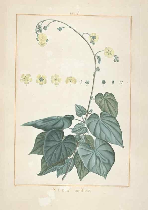 Reproducción/Reproduction 48826271963: Stirpes novae :. Parisiis :ex typographia Philippi-Dionysii Pierres,1784-85.. 