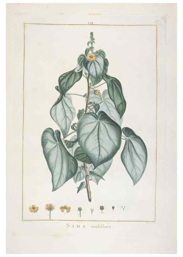 Reproducción/Reproduction 48826271513: Stirpes novae :. Parisiis :ex typographia Philippi-Dionysii Pierres,1784-85.. 