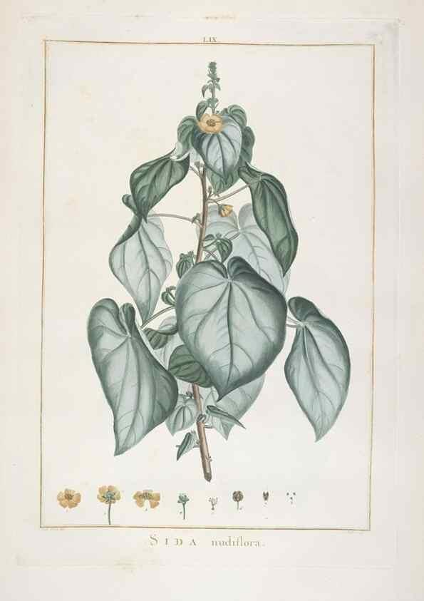 Reproducción/Reproduction 48826271513: Stirpes novae :. Parisiis :ex typographia Philippi-Dionysii Pierres,1784-85.. 