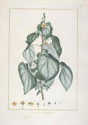 Reproducción/Reproduction 48826271513: Stirpes novae :. Parisiis :ex typographia Philippi-Dionysii Pierres,1784-85.. 