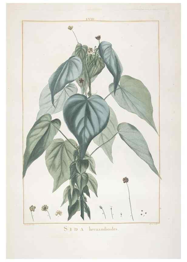 Reproducción/Reproduction 48826271168: Stirpes novae :. Parisiis :ex typographia Philippi-Dionysii Pierres,1784-85.. 