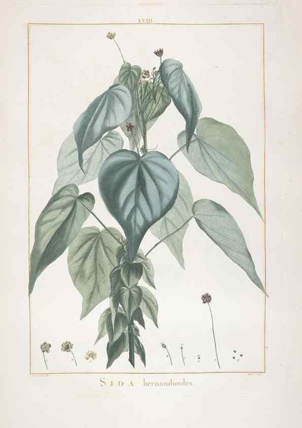 Reproducción/Reproduction 48826271168: Stirpes novae :. Parisiis :ex typographia Philippi-Dionysii Pierres,1784-85.. 