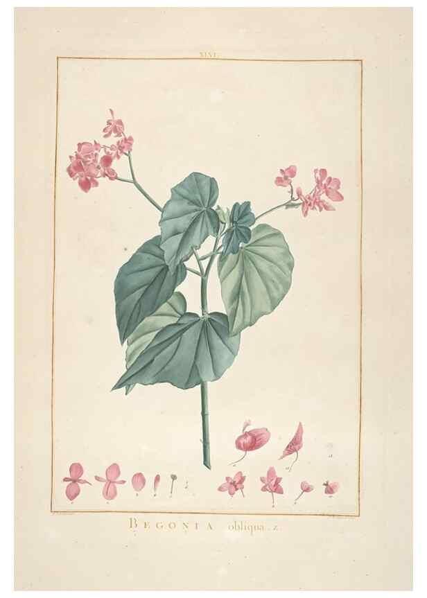 Reproducción/Reproduction 48826640066: Stirpes novae :. Parisiis :ex typographia Philippi-Dionysii Pierres,1784-85.. 