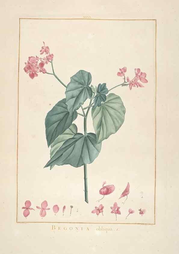 Reproducción/Reproduction 48826640066: Stirpes novae :. Parisiis :ex typographia Philippi-Dionysii Pierres,1784-85.. 