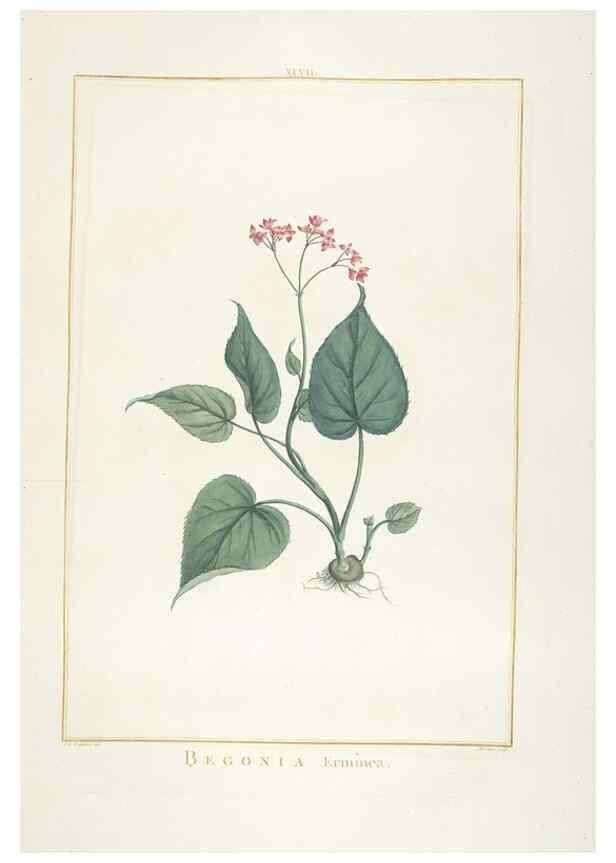 Reproducción/Reproduction 48826640446: Stirpes novae :. Parisiis :ex typographia Philippi-Dionysii Pierres,1784-85.. 