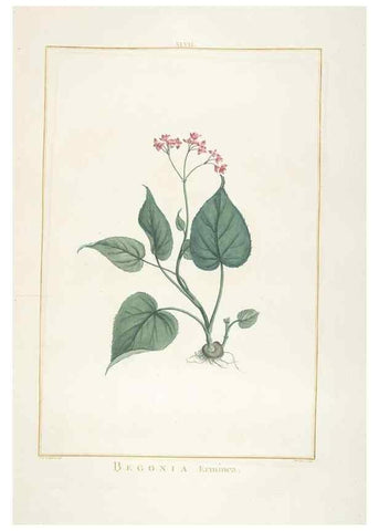 Reproducción/Reproduction 48826640446: Stirpes novae :. Parisiis :ex typographia Philippi-Dionysii Pierres,1784-85.. 