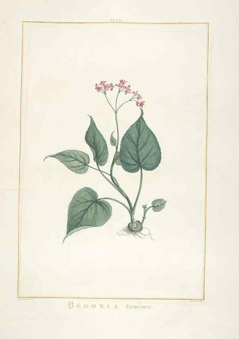 Reproducción/Reproduction 48826640446: Stirpes novae :. Parisiis :ex typographia Philippi-Dionysii Pierres,1784-85.. 