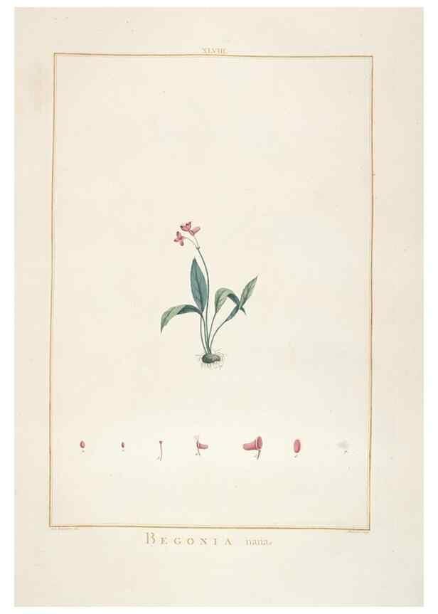 Reproducción/Reproduction 48826265063: Stirpes novae :. Parisiis :ex typographia Philippi-Dionysii Pierres,1784-85.. 