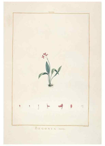 Reproducción/Reproduction 48826265063: Stirpes novae :. Parisiis :ex typographia Philippi-Dionysii Pierres,1784-85.. 