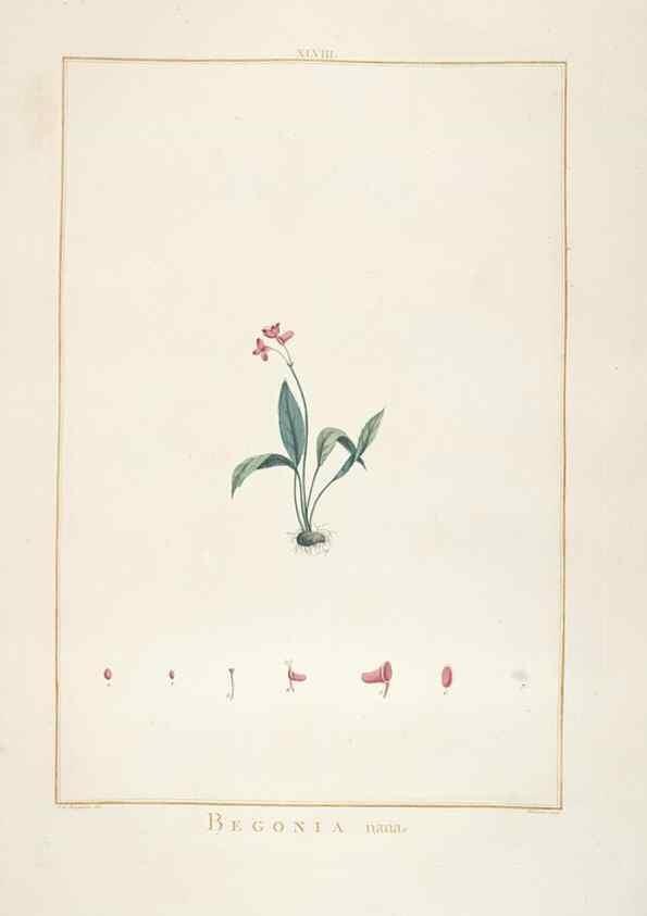 Reproducción/Reproduction 48826265063: Stirpes novae :. Parisiis :ex typographia Philippi-Dionysii Pierres,1784-85.. 