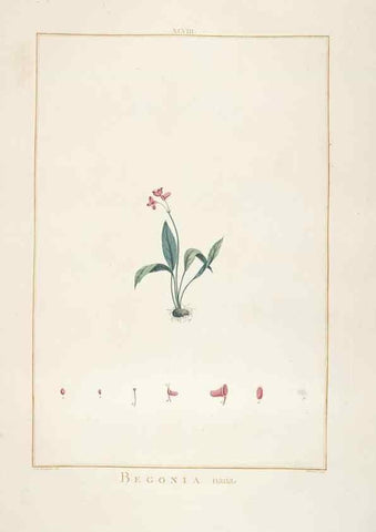 Reproducción/Reproduction 48826265063: Stirpes novae :. Parisiis :ex typographia Philippi-Dionysii Pierres,1784-85.. 