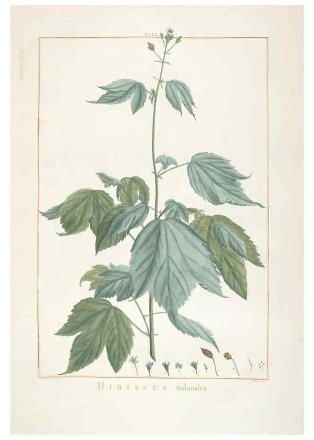 Reproducción/Reproduction 48826641276: Stirpes novae :. Parisiis :ex typographia Philippi-Dionysii Pierres,1784-85.. 