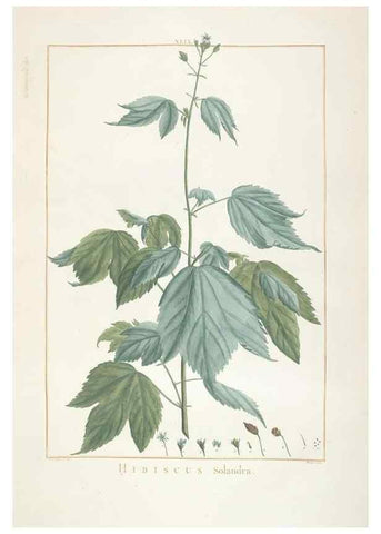 Reproducción/Reproduction 48826641276: Stirpes novae :. Parisiis :ex typographia Philippi-Dionysii Pierres,1784-85.. 