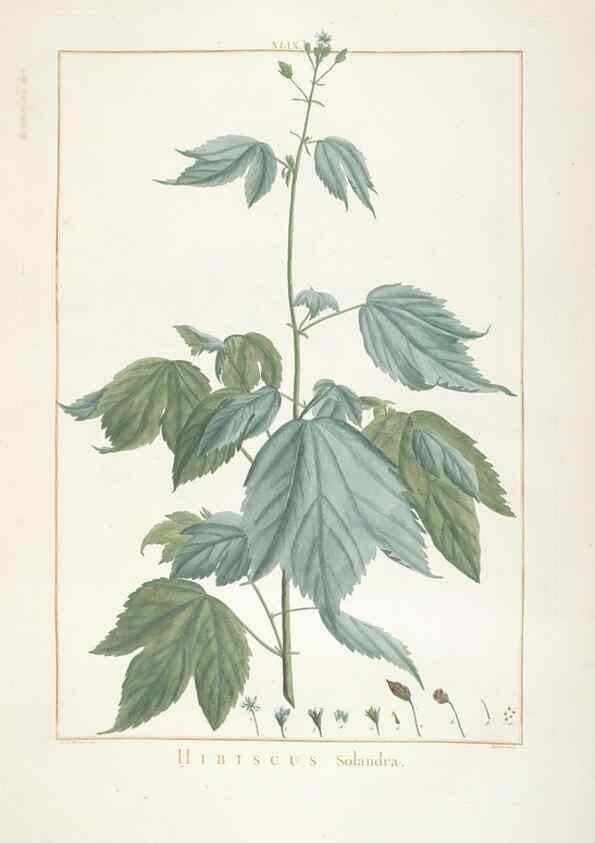 Reproducción/Reproduction 48826641276: Stirpes novae :. Parisiis :ex typographia Philippi-Dionysii Pierres,1784-85.. 
