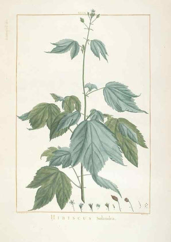 Reproducción/Reproduction 48826641276: Stirpes novae :. Parisiis :ex typographia Philippi-Dionysii Pierres,1784-85.. 