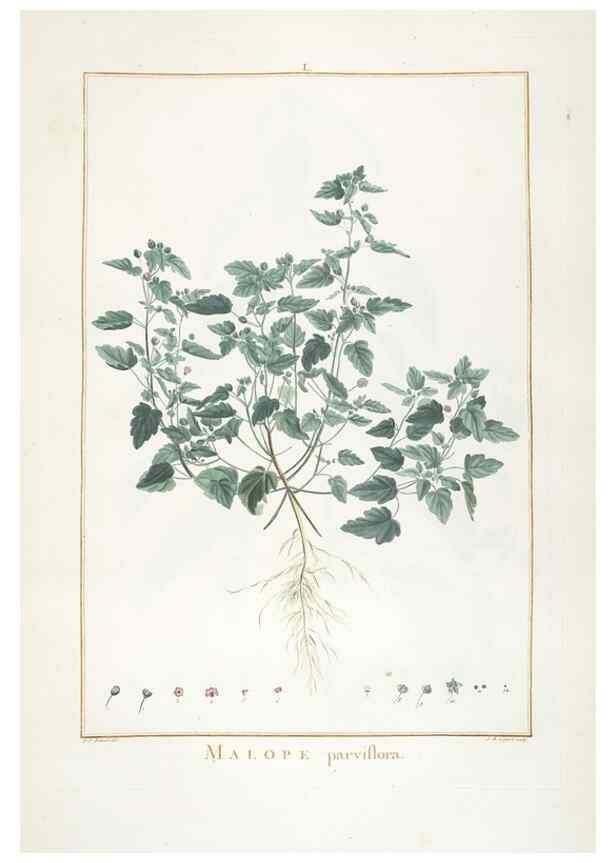 Reproducción/Reproduction 48826797577: Stirpes novae :. Parisiis :ex typographia Philippi-Dionysii Pierres,1784-85.. 