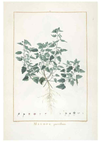 Reproducción/Reproduction 48826797577: Stirpes novae :. Parisiis :ex typographia Philippi-Dionysii Pierres,1784-85.. 