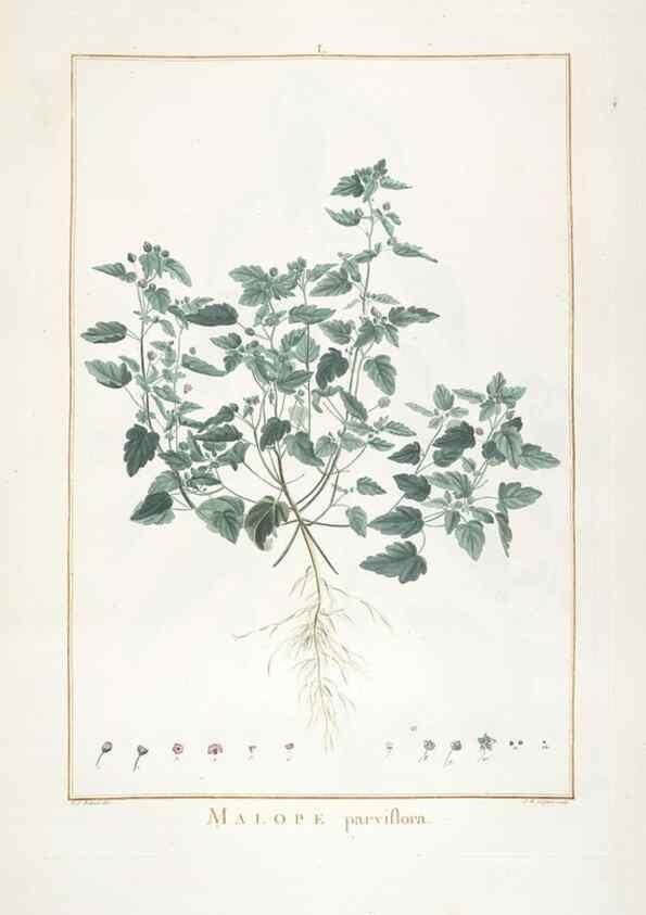 Reproducción/Reproduction 48826797577: Stirpes novae :. Parisiis :ex typographia Philippi-Dionysii Pierres,1784-85.. 