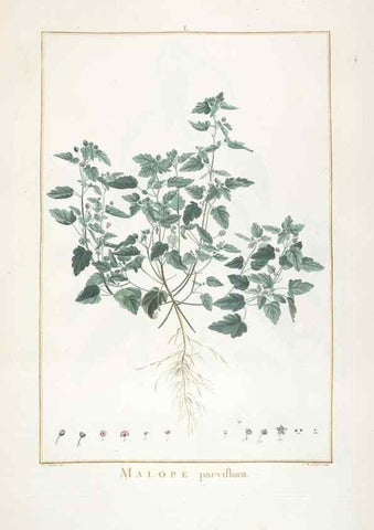 Reproducción/Reproduction 48826797577: Stirpes novae :. Parisiis :ex typographia Philippi-Dionysii Pierres,1784-85.. 